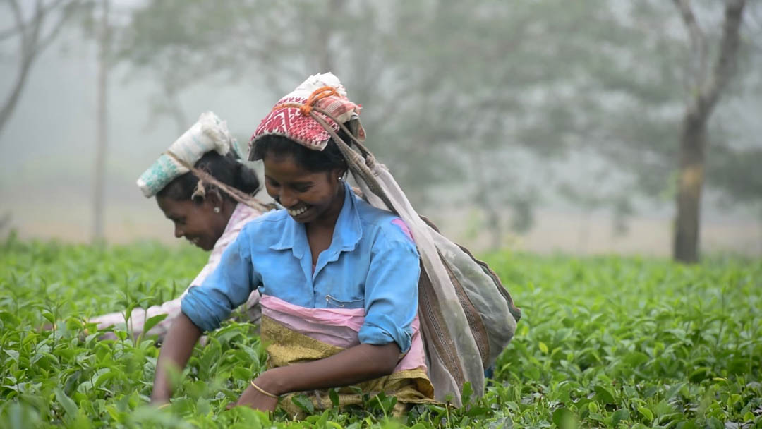Tea pickers hand plucking tea at the Aideobari estate